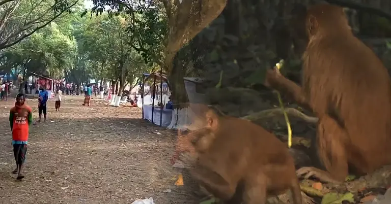 সুন্দরবনে রাস উৎসব পালিত হচ্ছে ও বনের বন্যপ্রাণী